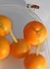 335707 – Photo : Oryctes – France (59)